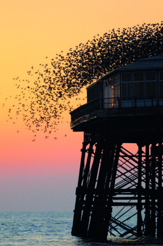 Murmuracja szpaków u wybrzeży Blackpool w Wielkiej Brytanii fot. Zoltan Nagy/Nature/BE&W