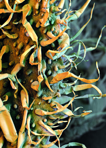 Tobacco leaf trichomes, coloured scanning electron micrograph (SEM). Trichomes are specialised structures that can be glandular in nature, defend against predators, or help reduce water loss. This is a sample of Virigina tobacco, a variety of tobacco from the plant Nicotiana tabacum.